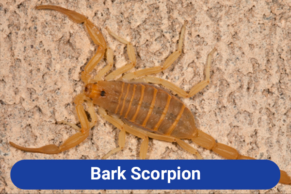 slide-bark-scorpion