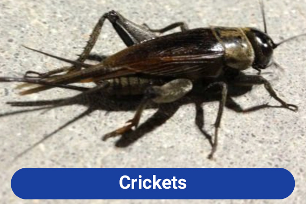 slide-crickets