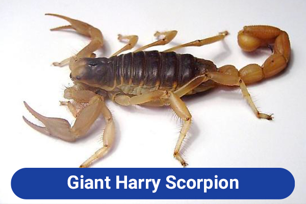 slide-giant-harry-scorpion