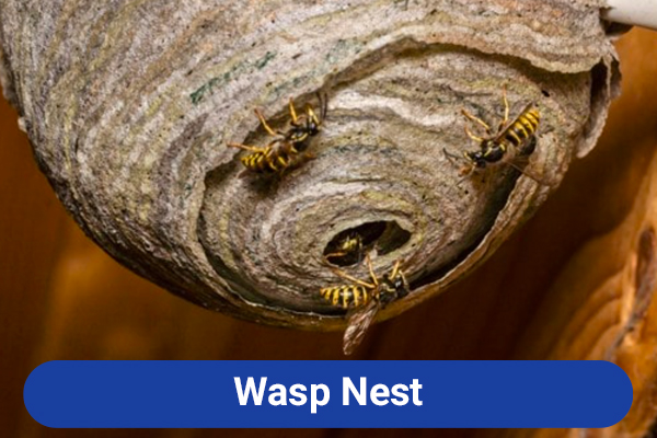 slide-paper-wasp-nest