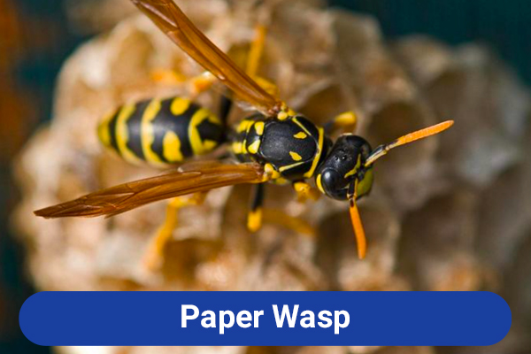 slide-paper-wasp