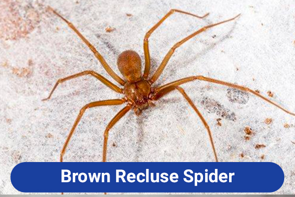 slide-recluse-spider