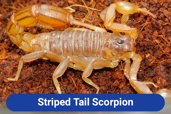 slide-stiped-tail-scorpion