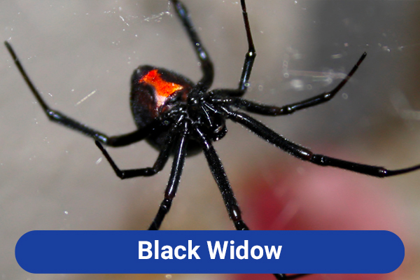 slide-black-widow