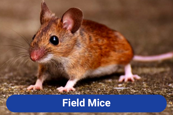 slide-field-mice