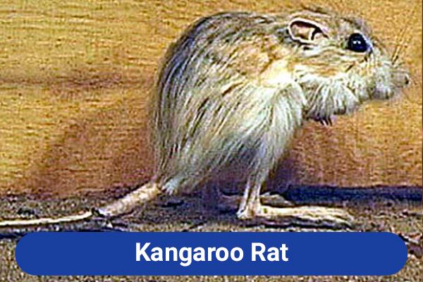 slide-kangaroo-rat